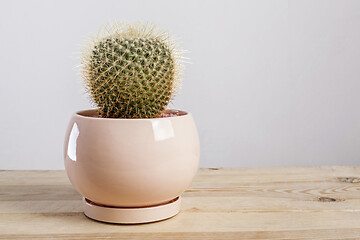 Image showing Mammilaria Geminispina Cactus plant in a pot.