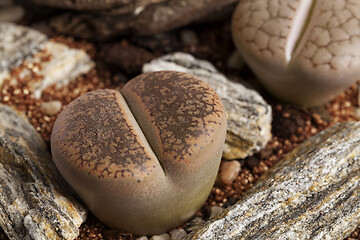 Image showing Lithops, The living stone plant in transparent vase