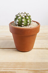 Image showing Echinopsis dominos cactus plant in a pot.