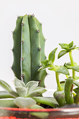 Image showing Succulent plants arrangement in a glass vase.