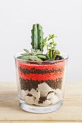 Image showing Succulent plants arrangement in a glass vase.