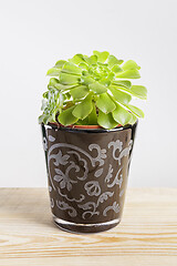 Image showing Dinner plate Aeonium plant in a pot.