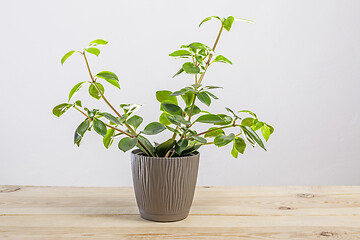 Image showing Fresh green Peperomia verticillata plant in a pot