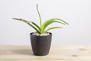 Image showing Gasteria little succulents plant in a pot.