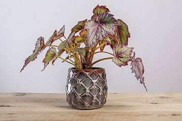 Image showing Begonia Fireworks plant in a pot on wooden table.