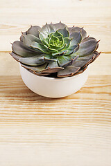 Image showing Echeveria lilacina plant in a little white pot.