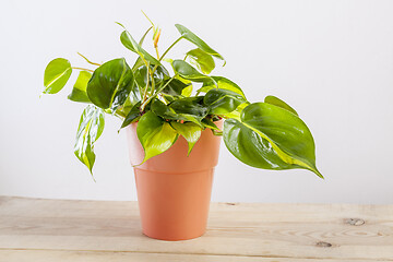 Image showing Philodendron Brasilia with variegated green leaves in flowerpot.