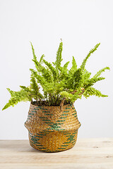 Image showing Studio photo shoot of a Nephrolepis exaltata blue bell fern.