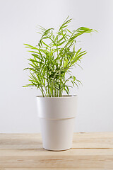 Image showing Chamaedorea elegans, a potted plant in a pot.