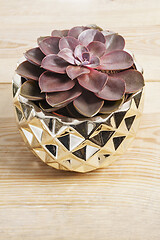 Image showing Echeveria lilacina plant in a little golden pot.