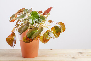 Image showing Begonia erythrophylla plant in a brown pot.