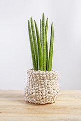 Image showing Decorative house plant - Sansevieria cylindrica on a pot in knitted case