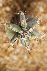 Image showing Cactus Cereus repandus close-up photo from the top.