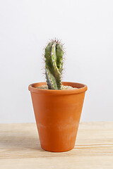 Image showing Cactus Cereus repandus isolated in a pot on wooden table.