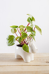 Image showing Watermelon peperomia plant in a deer shaped pot.