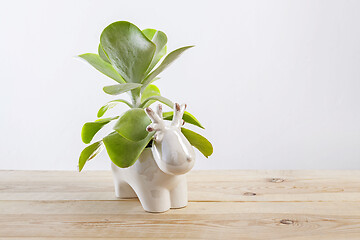 Image showing Kalanchoe thyrsiflora succulent pot plant with green, thick, rounded, paddle-shaped leaves.