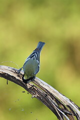 Image showing great tit (Parus major)