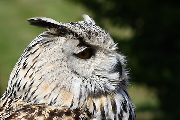 Image showing  eagle owl (Bubo bubo) 