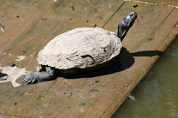 Image showing European pond turtle (Emys orbicularis)