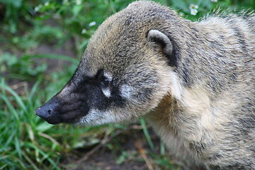 Image showing coati (Nasua) 