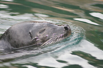 Image showing floating seal (Phoca vitulina) 