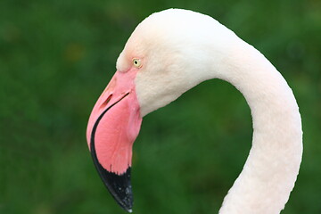 Image showing flamingo (Phoenicopterus ruber) 