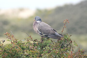 Image showing wood pigeon (Columba palumbus) 