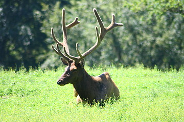 Image showing bull elk (Cervus canadensis)