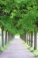 Image showing romantic avenue 