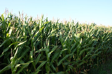 Image showing corn field