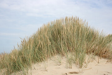 Image showing dune