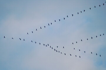 Image showing Migratory birds