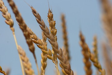 Image showing Wheat ears