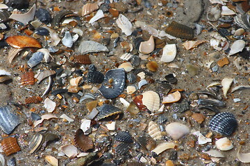 Image showing shells 