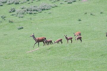 Image showing herd of deer