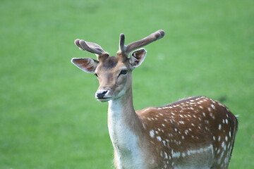 Image showing fallow deer-bull 