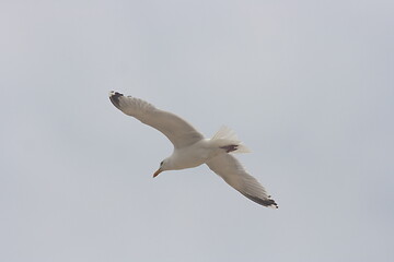 Image showing flying gull