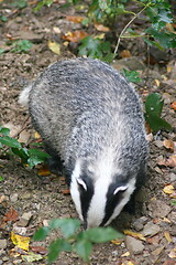 Image showing badger (Melina)