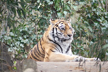 Image showing  siberian tiger Sibirischer  Tiger (Pantera tigris altacia)