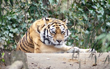 Image showing  siberian tiger Sibirischer  Tiger (Pantera tigris altacia)