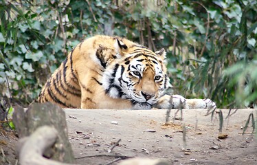 Image showing  siberian tiger  (Pantera tigris altacia)