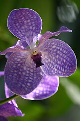 Image showing orchid flower