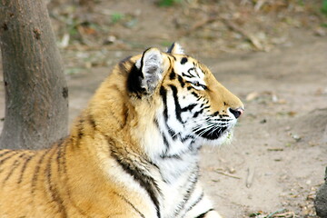 Image showing  siberian tiger  (Pantera tigris altacia)