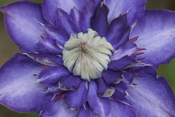 Image showing clematis (Clematis) 