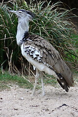 Image showing Kori Bustard (Ardeotis kori) 