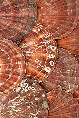 Image showing Scallop Shell Abstract Background