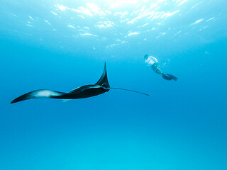 Image showing Underwater view of hovering Giant oceanic manta ray, Manta Birostris , and man free diving in blue ocean. Watching undersea world during adventure snorkeling tour on Maldives islands.