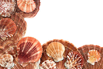 Image showing Scallop Seashell Abstract Background