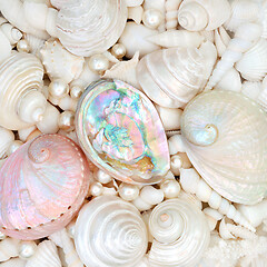 Image showing Seashell Abstract Background