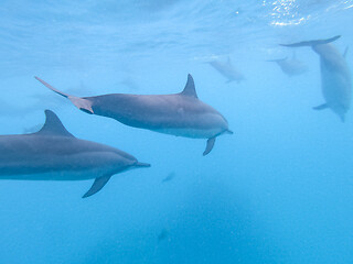 Image showing Flock of dolphins playing in the blue water near Mafushi island, Maldives
